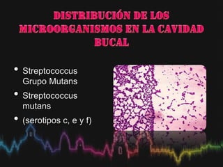 • Streptococcus
Grupo Mutans
• Streptococcus
mutans
• (serotipos c, e y f)
 