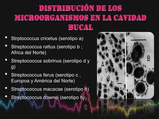 • Strptococcus cricetus (serotipo a)
• Streptococcus rattus (serotipo b ;
Africa del Norte)
• Streptococcus sobrinus (serotipo d y
g)
• Streptococcus ferus (serotipo c ,
Europoa y América del Norte)
• Streptococcus macacae (serotipo h)
• Streptococcus downei (serotipo h)
 