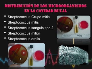 • Streptococcus Grupo mitis
• Streptococcus mitis
• Streptococcus sanguis tipo 2
• Streptococcus mitior
• Streptococcus oralis
 