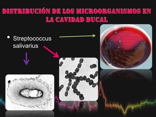 • Streptococcus
salivarius
 