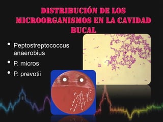 • Peptostreptococcus
anaerobius
• P. micros
• P. prevotii
 