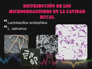 Lactobacillus acidophilus
L. salivarius
 