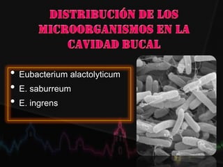 • Eubacterium alactolyticum
• E. saburreum
• E. ingrens
 