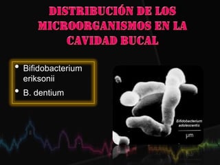 • Bifidobacterium
eriksonii
• B. dentium
 