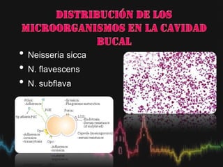 • Neisseria sicca
• N. flavescens
• N. subflava
 