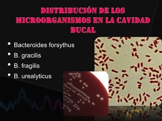 • Bacteroides forsythus
• B. gracilis
• B. fragilis
• B. urealyticus
 