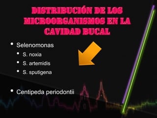 • Selenomonas
• S. noxia
• S. artemidis
• S. sputigena
• Centipeda periodontii
 