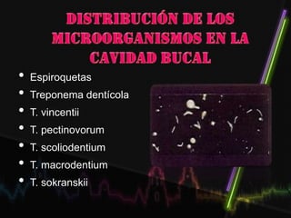 • Espiroquetas
• Treponema dentícola
• T. vincentii
• T. pectinovorum
• T. scoliodentium
• T. macrodentium
• T. sokranskii
 