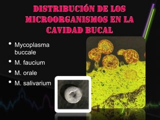 • Mycoplasma
buccale
• M. faucium
• M. orale
• M. salivarium
 