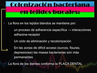 • La flora en los tejidos blandos se mantiene por:
– un proceso de adherencia específica → interacciones
adhesina-receptor
– Un ciclo de eliminación y recolonización
– En las zonas de difícil acceso (surcos, fisuras,
depresiones) las masas bacterianas son más
permanentes
• La flora de los dientes conforma la PLACA DENTAL
 