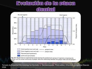 Tomado de Essential Microbiology for Dentistry. L. Samaranayake. Third edition. Churchill Livingstone Elsevier.
2006
 
