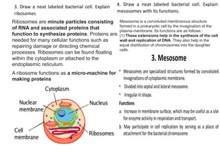 3. Draw a neat labeled bacterial cell. Explain
ribosomes
4. Draw a neat labeled bacterial cell. Explain
mesosomes with its functions.
Ribosomes are minute particles consisting
of RNA and associated proteins that
function to synthesize proteins. Proteins are
needed for many cellular functions such as
repairing damage or directing chemical
processes. Ribosomes can be found floating
within the cytoplasm or attached to the
endoplasmic reticulum.
A ribosome functions as a micro-machine for
making proteins
Mesosome is a convoluted membranous structure
formed in a prokaryotic cell by the invagination of the
plasma membrane. Its functions are as follows :
(1) These extensions help in the synthesis of the cell
wall and replication of DNA. They also help in the
equal distribution of chromosomes into the daughter
cells.
 