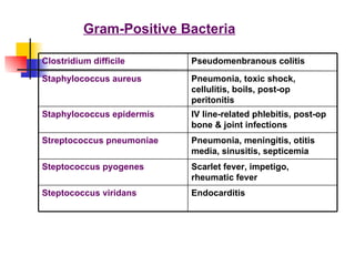 Gram-Positive Bacteria Endocarditis Steptococcus viridans Scarlet fever, impetigo, rheumatic fever Steptococcus pyogenes Pneumonia, meningitis, otitis media, sinusitis, septicemia Streptococcus pneumoniae IV line-related phlebitis, post-op bone & joint infections Staphylococcus epidermis Pneumonia, toxic shock, cellulitis, boils, post-op peritonitis Staphylococcus aureus Pseudomenbranous colitis Clostridium difficile 