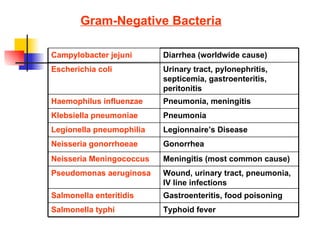 Gram-Negative Bacteria Typhoid fever Salmonella typhi Gastroenteritis, food poisoning Salmonella enteritidis Wound, urinary tract, pneumonia, IV line infections Pseudomonas aeruginosa Meningitis (most common cause) Neisseria Meningococcus Gonorrhea Neisseria gonorrhoeae Legionnaire’s Disease Legionella pneumophilia Pneumonia Klebsiella pneumoniae Pneumonia, meningitis Haemophilus influenzae Urinary tract, pylonephritis, septicemia, gastroenteritis, peritonitis Escherichia coli Diarrhea (worldwide cause) Campylobacter jejuni 