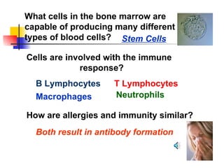 What cells in the bone marrow are capable of producing many different types of blood cells?  How are allergies and immunity similar? Stem Cells Both result in antibody formation Cells are involved with the immune response? B Lymphocytes T Lymphocytes Macrophages Neutrophils 