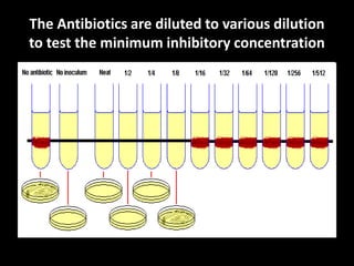 The Antibiotics are diluted to various dilution
to test the minimum inhibitory concentration
 