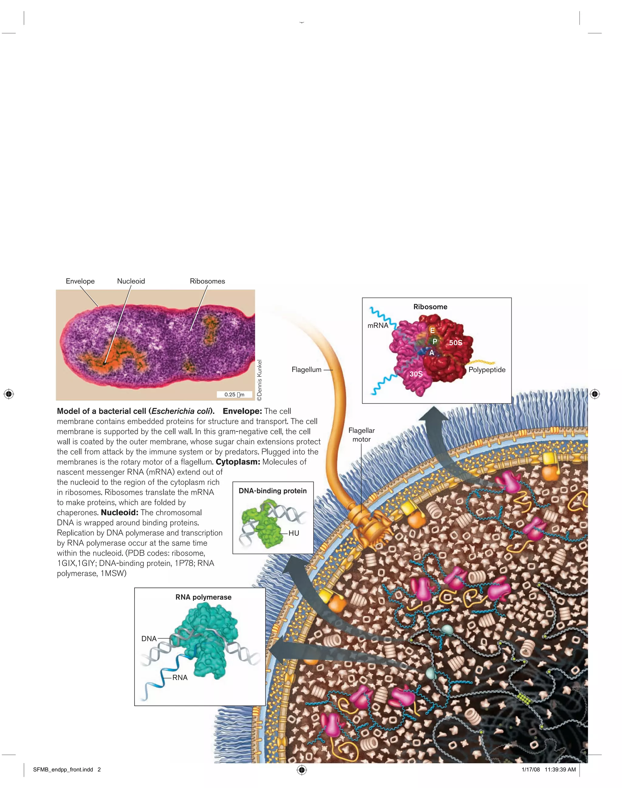 Microbiology an evolving science 3rd edition | PDF