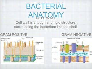BACTERIAL
ANATOMYCELL WALL
Cell wall is a tough and rigid structure,
surrounding the bacterium like the shell.
GRAM POSITVE GRAM NEGATIVE
 