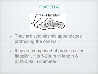 They are cytoplasmic appendages
protruding the cell wall.
they are composed of protein called
flagellin , it is 5-20um in length &
0.01-0.02 in diameter.
FLAGELLA
 