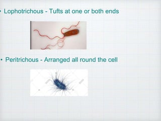 • Lophotrichous - Tufts at one or both ends
• Peritrichous - Arranged all round the cell
 