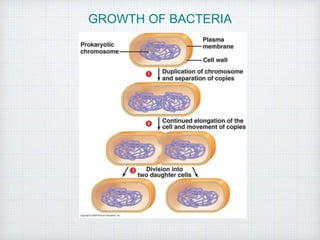 GROWTH OF BACTERIA
 