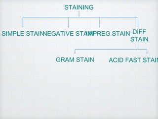 STAINING
DIFF
STAIN
NEGATIVE STAINSIMPLE STAIN IMPREG STAIN
GRAM STAIN ACID FAST STAIN
 