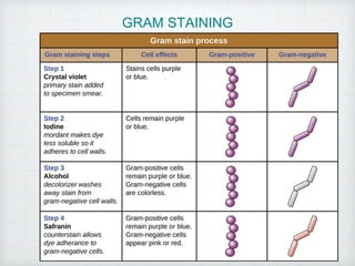 GRAM STAINING
 