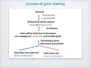 process of gram staining
 