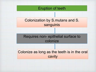 Eruption of teeth
Colonization by S.mutans and S.
sanguinis
Requires non- epithelial surface to
colonize
Colonize as long as the teeth is in the oral
cavity
 