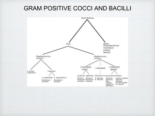 GRAM POSITIVE COCCI AND BACILLI
 