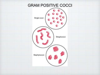 GRAM POSITIVE COCCI
 
