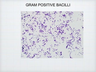 GRAM POSITIVE BACILLI
 