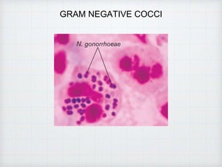 GRAM NEGATIVE COCCI
 