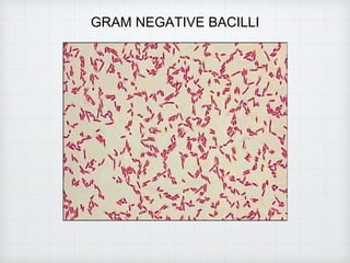 GRAM NEGATIVE BACILLI
 
