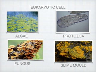 EUKARYOTIC CELL
ALGAE
FUNGUS
PROTOZOA
SLIME MOULD
 