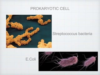 PROKARYOTIC CELL
Streptococcus bacteria
E.Coli
 
