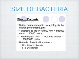 SIZE OF BACTERIA
 