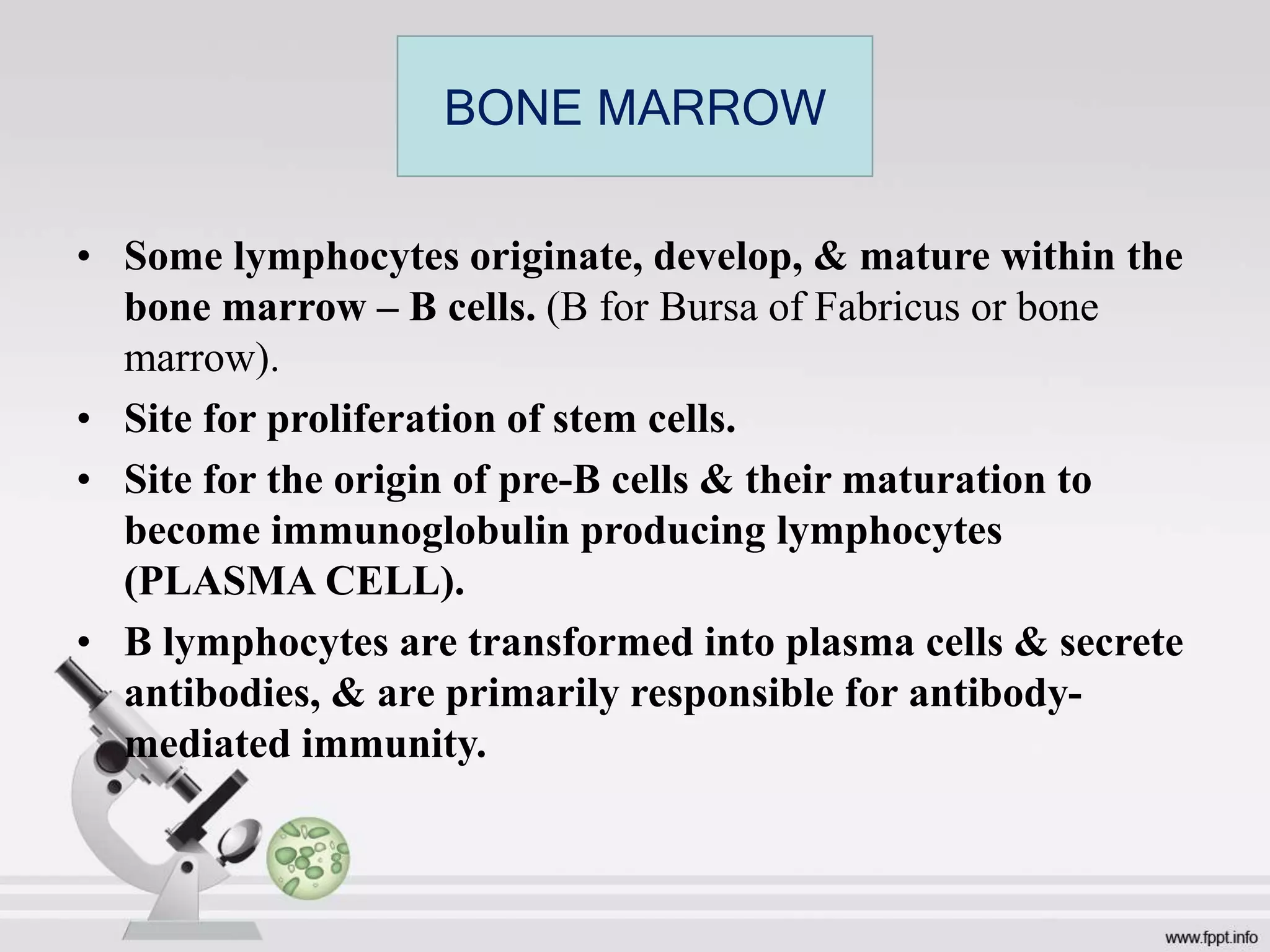 • Some lymphocytes originate, develop, & mature within the
bone marrow – B cells. (B for Bursa of Fabricus or bone
marrow).
• Site for proliferation of stem cells.
• Site for the origin of pre-B cells & their maturation to
become immunoglobulin producing lymphocytes
(PLASMA CELL).
• B lymphocytes are transformed into plasma cells & secrete
antibodies, & are primarily responsible for antibody-
mediated immunity.
BONE MARROW
 