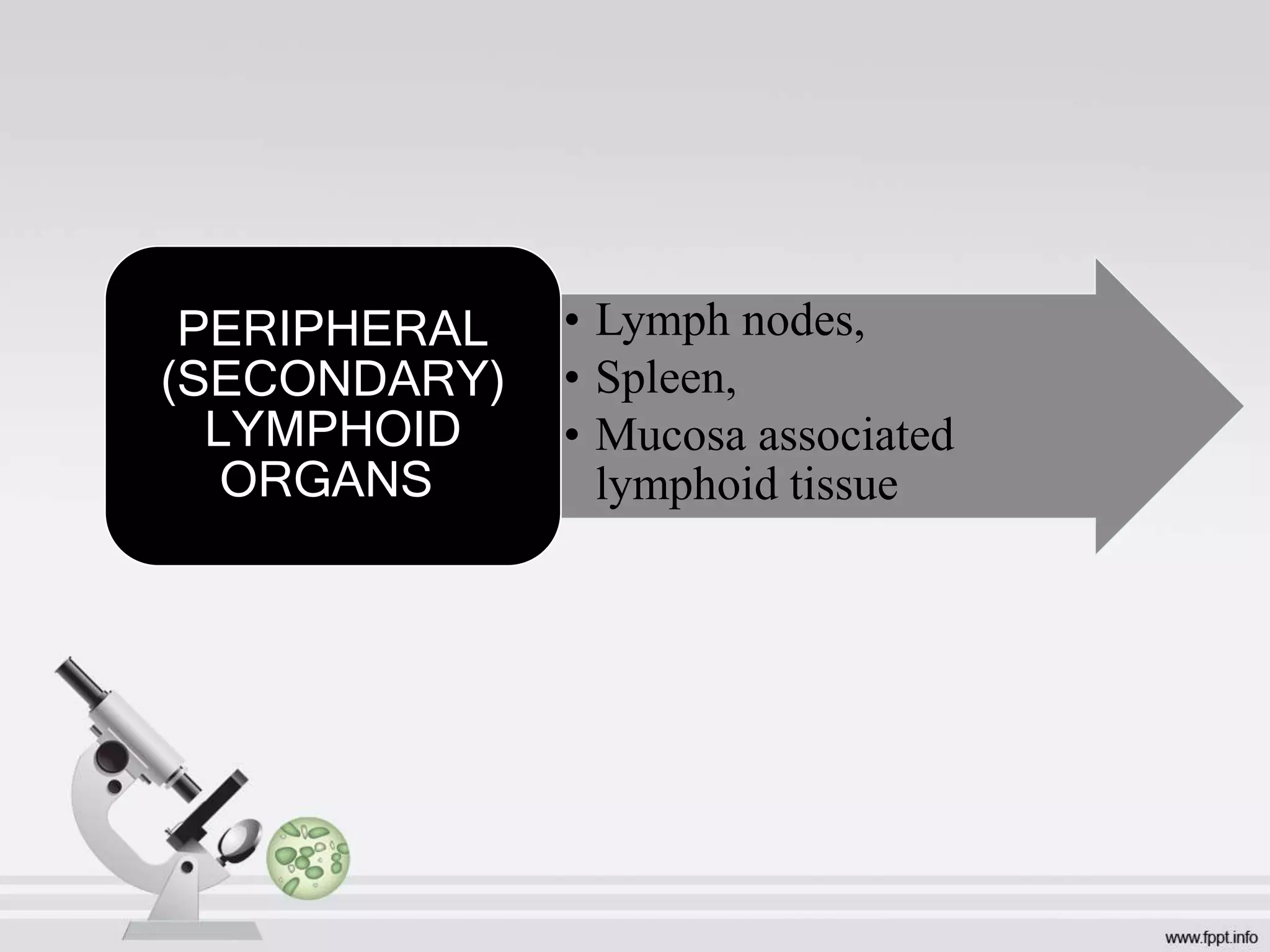 • Lymph nodes,
• Spleen,
• Mucosa associated
lymphoid tissue
PERIPHERAL
(SECONDARY)
LYMPHOID
ORGANS
 