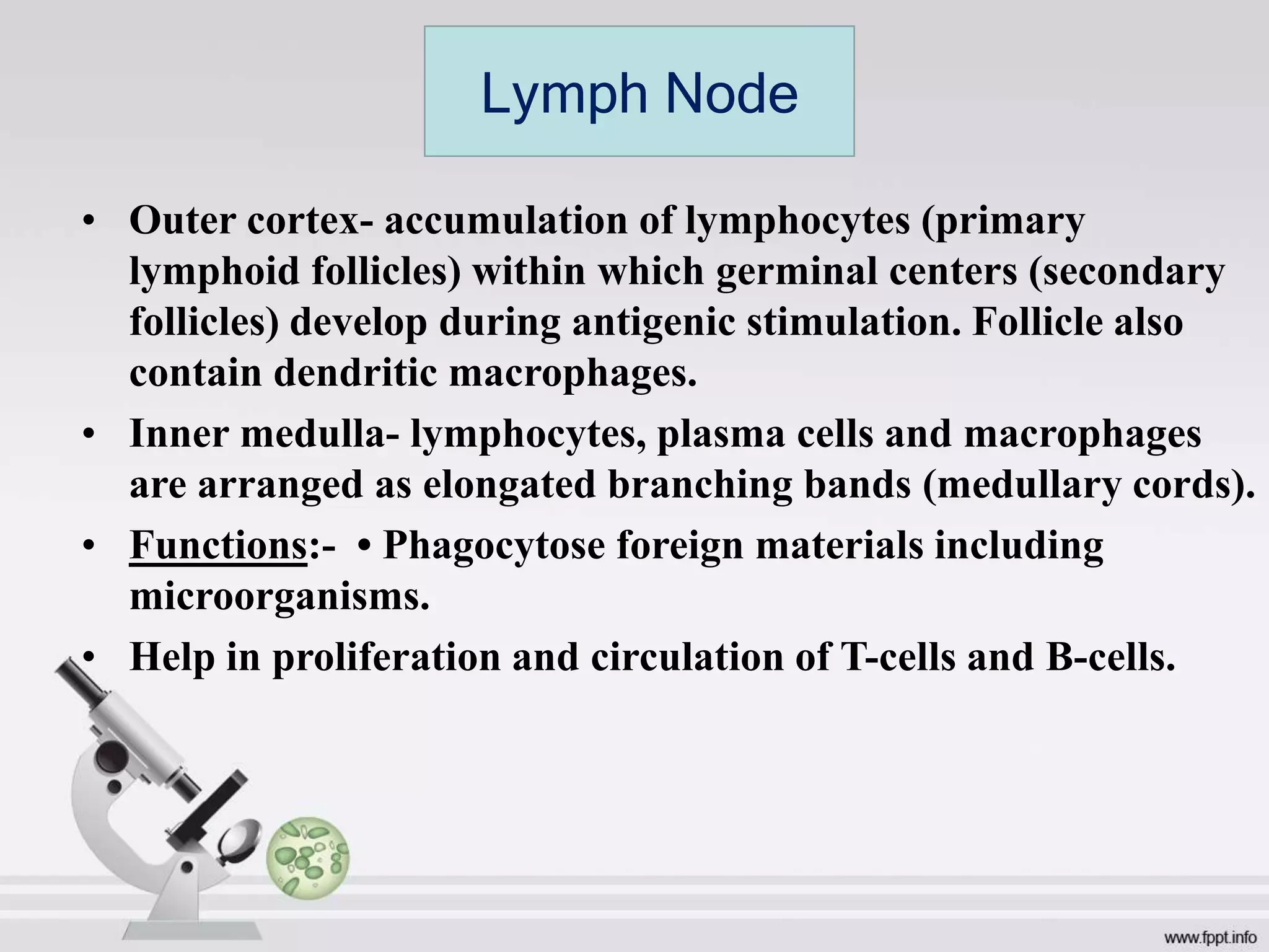 • Outer cortex- accumulation of lymphocytes (primary
lymphoid follicles) within which germinal centers (secondary
follicles) develop during antigenic stimulation. Follicle also
contain dendritic macrophages.
• Inner medulla- lymphocytes, plasma cells and macrophages
are arranged as elongated branching bands (medullary cords).
• Functions:- • Phagocytose foreign materials including
microorganisms.
• Help in proliferation and circulation of T-cells and B-cells.
Lymph Node
 