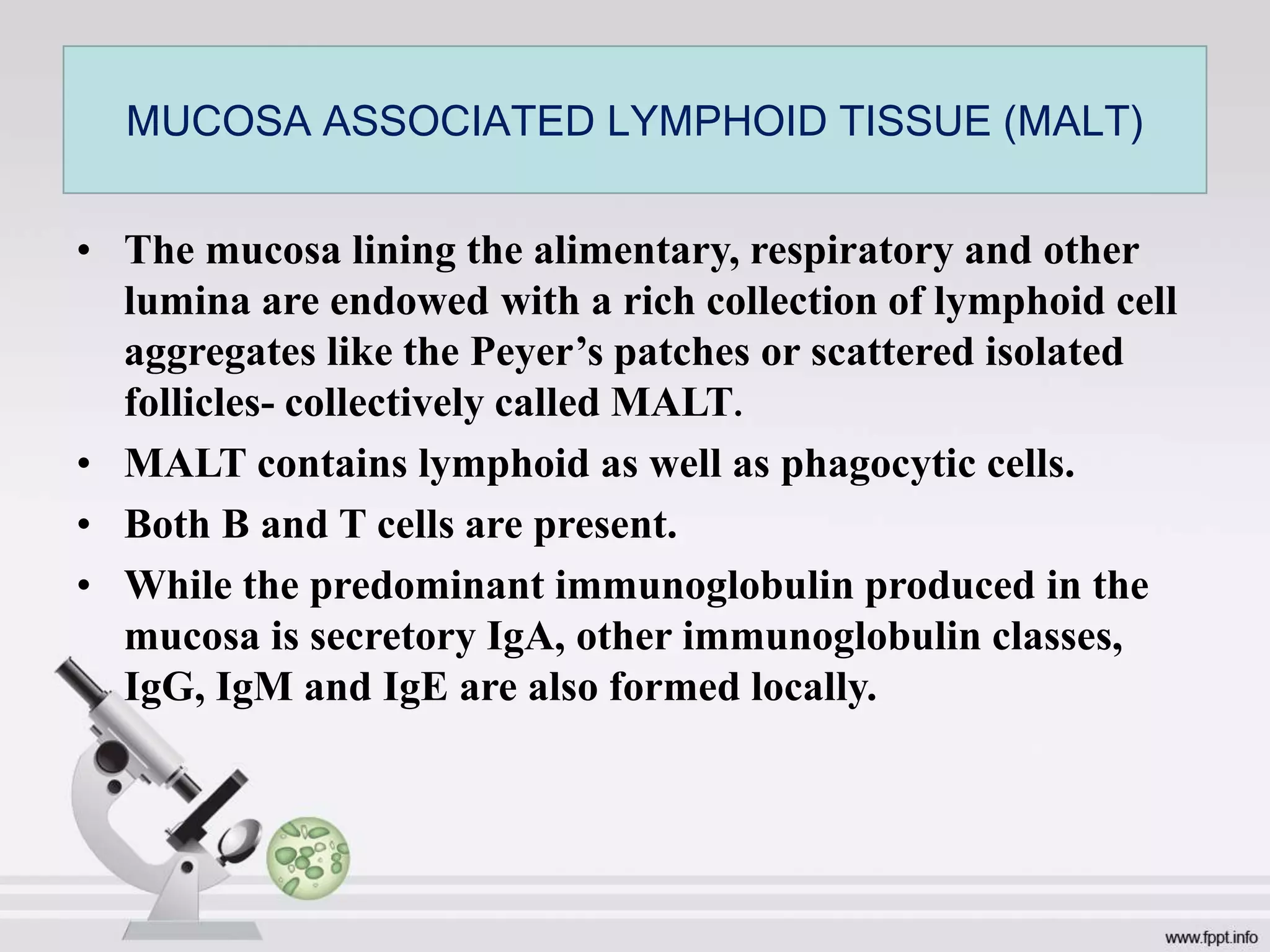 • The mucosa lining the alimentary, respiratory and other
lumina are endowed with a rich collection of lymphoid cell
aggregates like the Peyer’s patches or scattered isolated
follicles- collectively called MALT.
• MALT contains lymphoid as well as phagocytic cells.
• Both B and T cells are present.
• While the predominant immunoglobulin produced in the
mucosa is secretory IgA, other immunoglobulin classes,
IgG, IgM and IgE are also formed locally.
MUCOSA ASSOCIATED LYMPHOID TISSUE (MALT)
 