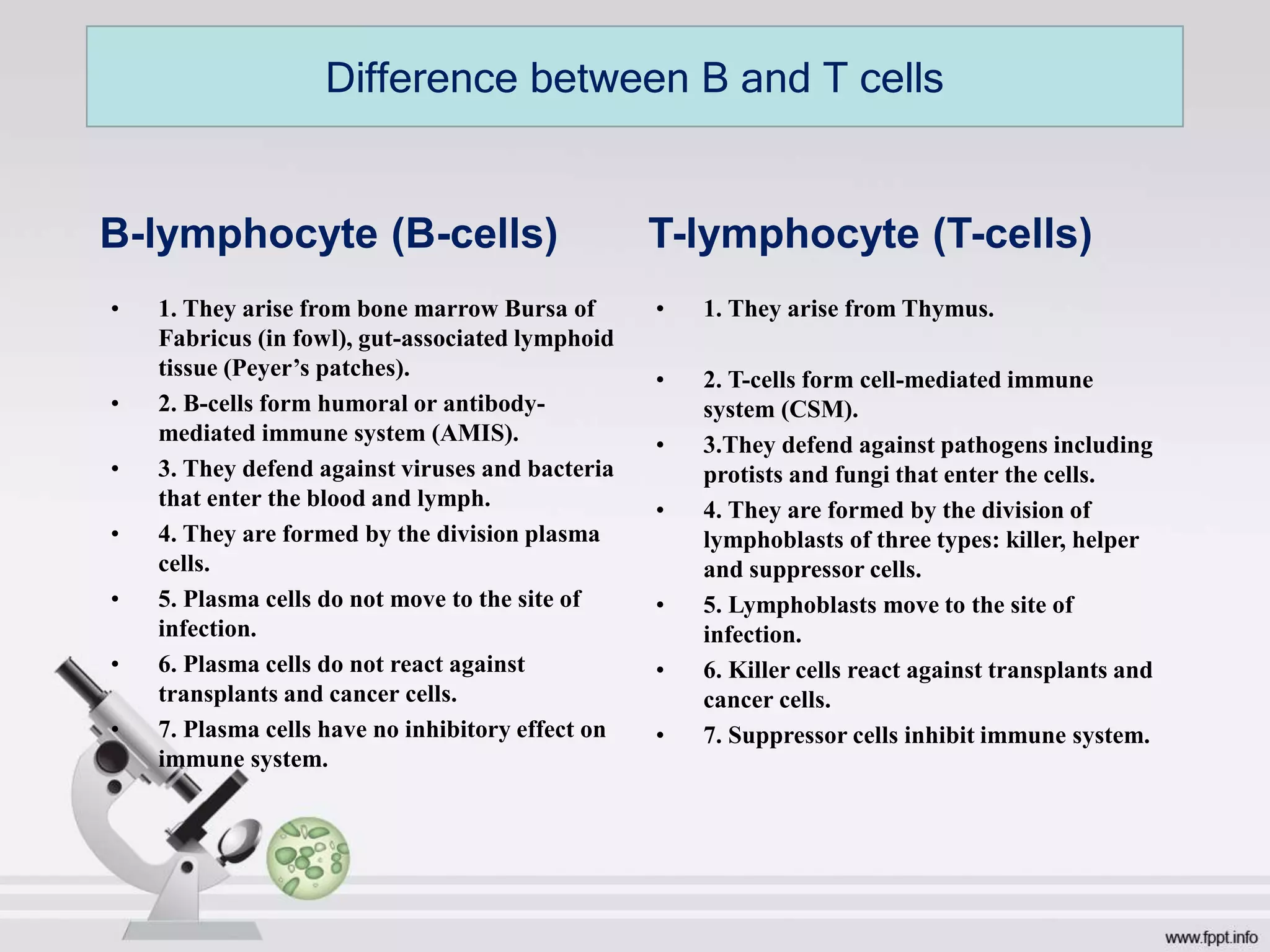 B-lymphocyte (B-cells)
• 1. They arise from bone marrow Bursa of
Fabricus (in fowl), gut-associated lymphoid
tissue (Peyer’s patches).
• 2. В-cells form humoral or antibody-
mediated immune system (AMIS).
• 3. They defend against viruses and bacteria
that enter the blood and lymph.
• 4. They are formed by the division plasma
cells.
• 5. Plasma cells do not move to the site of
infection.
• 6. Plasma cells do not react against
transplants and cancer cells.
• 7. Plasma cells have no inhibitory effect on
immune system.
T-lymphocyte (T-cells)
• 1. They arise from Thymus.
• 2. T-cells form cell-mediated immune
system (CSM).
• 3.They defend against pathogens including
protists and fungi that enter the cells.
• 4. They are formed by the division of
lymphoblasts of three types: killer, helper
and suppressor cells.
• 5. Lymphoblasts move to the site of
infection.
• 6. Killer cells react against transplants and
cancer cells.
• 7. Suppressor cells inhibit immune system.
Difference between B and T cells
 