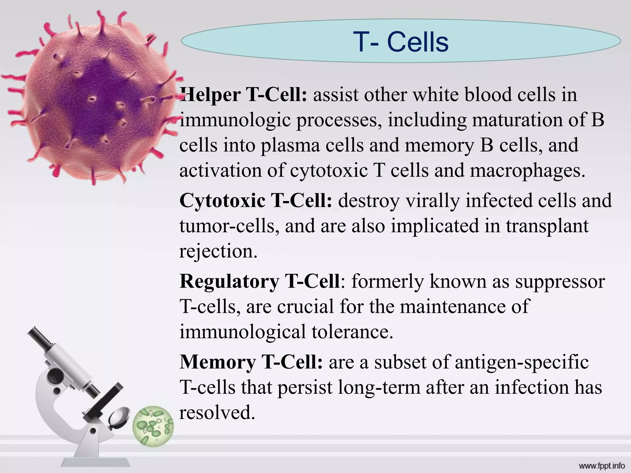 Helper T-Cell: assist other white blood cells in
immunologic processes, including maturation of B
cells into plasma cells and memory B cells, and
activation of cytotoxic T cells and macrophages.
Cytotoxic T-Cell: destroy virally infected cells and
tumor-cells, and are also implicated in transplant
rejection.
Regulatory T-Cell: formerly known as suppressor
T-cells, are crucial for the maintenance of
immunological tolerance.
Memory T-Cell: are a subset of antigen-specific
T-cells that persist long-term after an infection has
resolved.
T- Cells
 