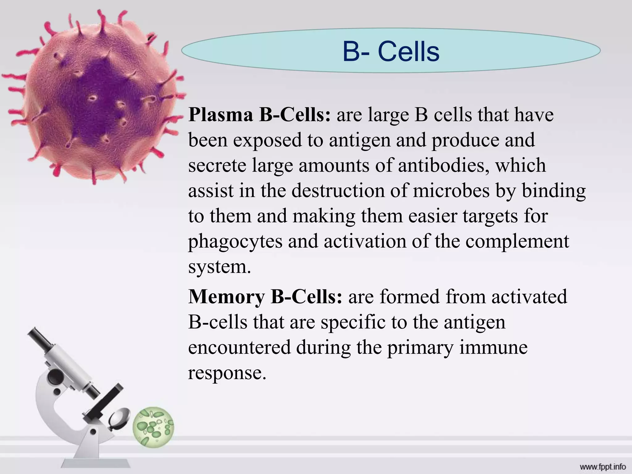 Plasma B-Cells: are large B cells that have
been exposed to antigen and produce and
secrete large amounts of antibodies, which
assist in the destruction of microbes by binding
to them and making them easier targets for
phagocytes and activation of the complement
system.
Memory B-Cells: are formed from activated
B-cells that are specific to the antigen
encountered during the primary immune
response.
B- Cells
 