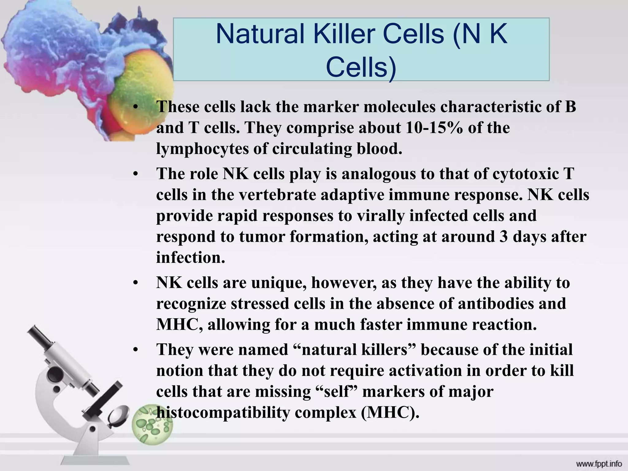 • These cells lack the marker molecules characteristic of B
and T cells. They comprise about 10-15% of the
lymphocytes of circulating blood.
• The role NK cells play is analogous to that of cytotoxic T
cells in the vertebrate adaptive immune response. NK cells
provide rapid responses to virally infected cells and
respond to tumor formation, acting at around 3 days after
infection.
• NK cells are unique, however, as they have the ability to
recognize stressed cells in the absence of antibodies and
MHC, allowing for a much faster immune reaction.
• They were named “natural killers” because of the initial
notion that they do not require activation in order to kill
cells that are missing “self” markers of major
histocompatibility complex (MHC).
Natural Killer Cells (N K
Cells)
 