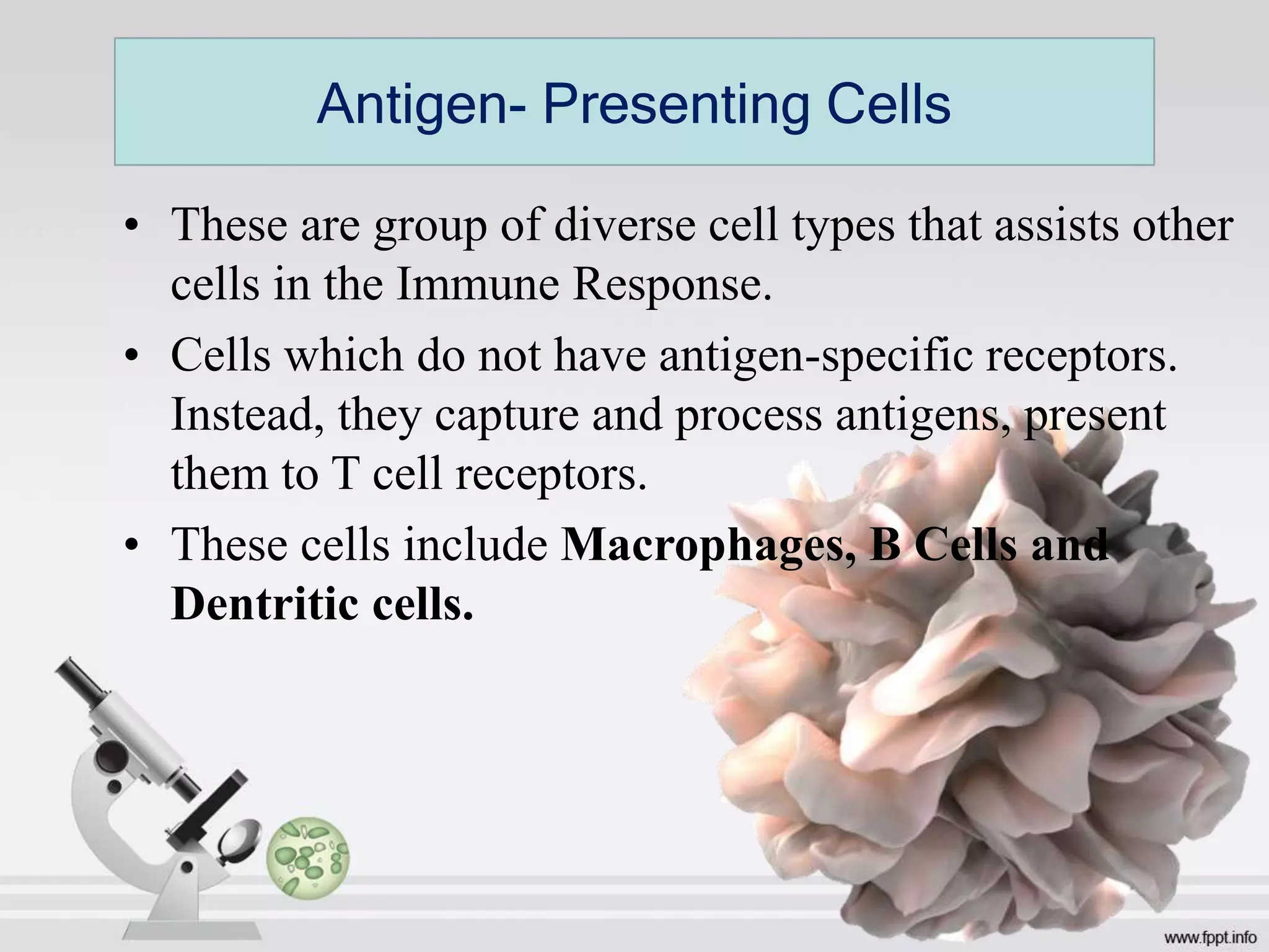 • These are group of diverse cell types that assists other
cells in the Immune Response.
• Cells which do not have antigen-specific receptors.
Instead, they capture and process antigens, present
them to T cell receptors.
• These cells include Macrophages, B Cells and
Dentritic cells.
Antigen- Presenting Cells
 