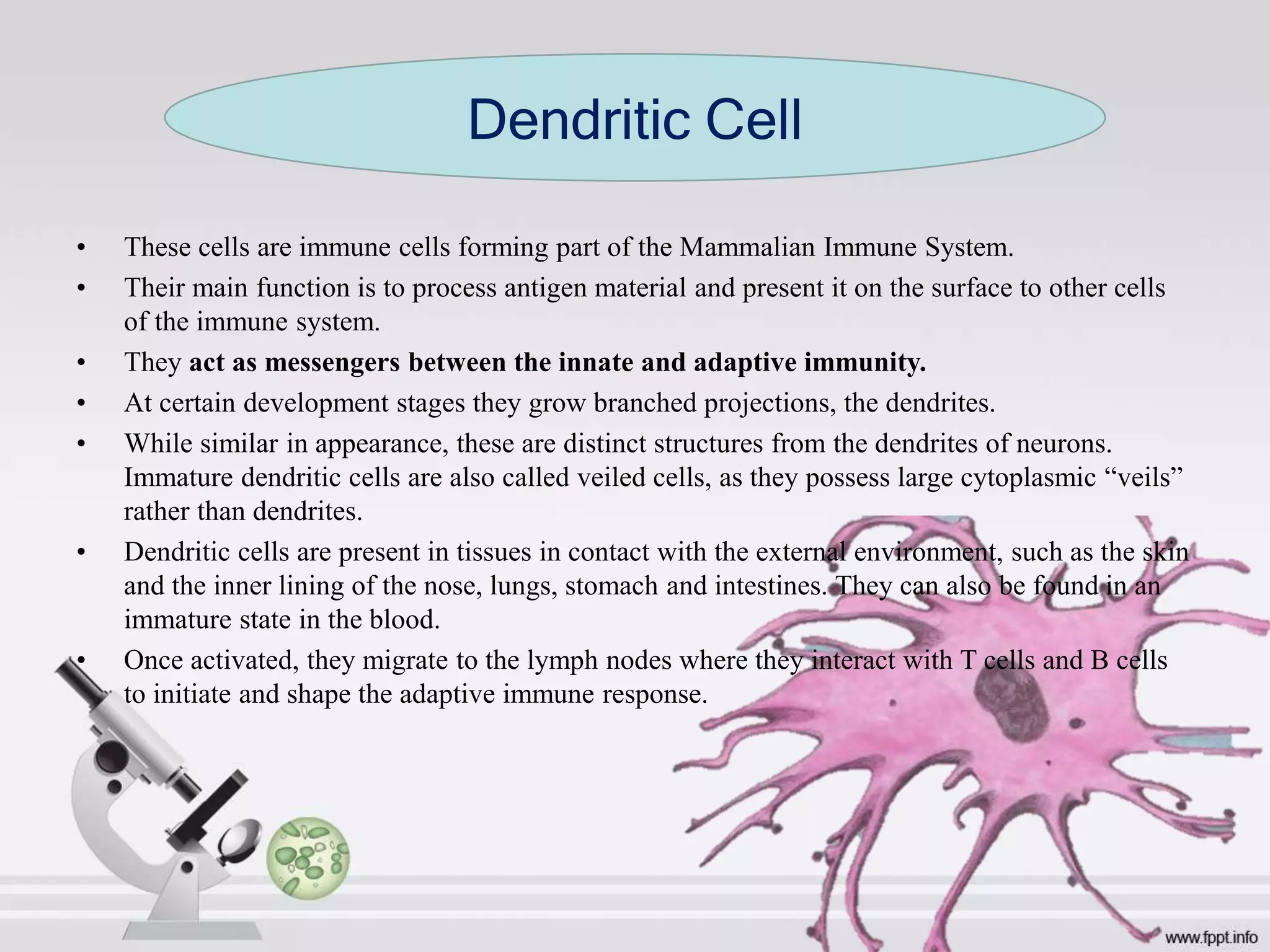 • These cells are immune cells forming part of the Mammalian Immune System.
• Their main function is to process antigen material and present it on the surface to other cells
of the immune system.
• They act as messengers between the innate and adaptive immunity.
• At certain development stages they grow branched projections, the dendrites.
• While similar in appearance, these are distinct structures from the dendrites of neurons.
Immature dendritic cells are also called veiled cells, as they possess large cytoplasmic “veils”
rather than dendrites.
• Dendritic cells are present in tissues in contact with the external environment, such as the skin
and the inner lining of the nose, lungs, stomach and intestines. They can also be found in an
immature state in the blood.
• Once activated, they migrate to the lymph nodes where they interact with T cells and B cells
to initiate and shape the adaptive immune response.
Dendritic Cell
 