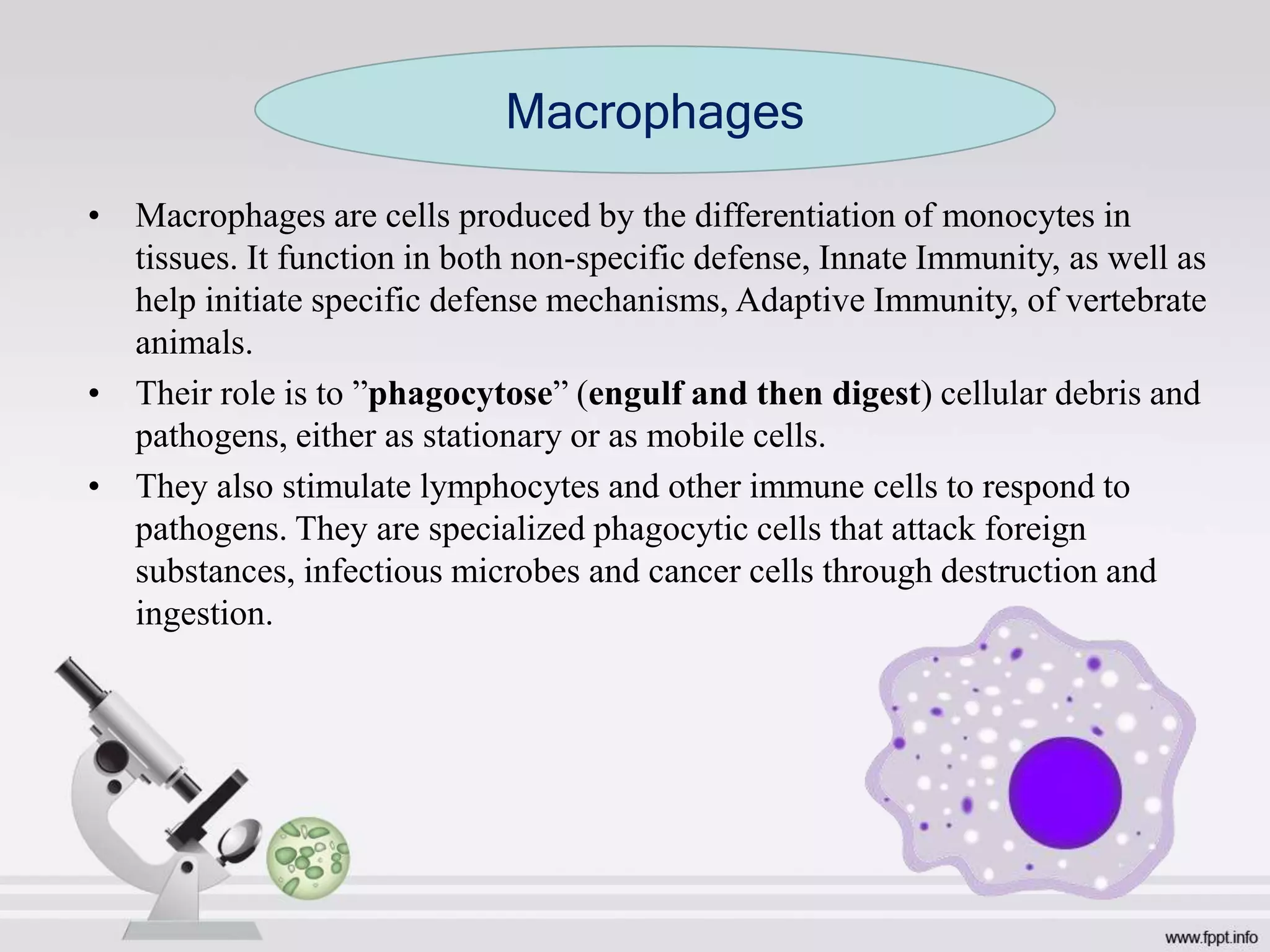 • Macrophages are cells produced by the differentiation of monocytes in
tissues. It function in both non-specific defense, Innate Immunity, as well as
help initiate specific defense mechanisms, Adaptive Immunity, of vertebrate
animals.
• Their role is to ”phagocytose” (engulf and then digest) cellular debris and
pathogens, either as stationary or as mobile cells.
• They also stimulate lymphocytes and other immune cells to respond to
pathogens. They are specialized phagocytic cells that attack foreign
substances, infectious microbes and cancer cells through destruction and
ingestion.
Macrophages
 