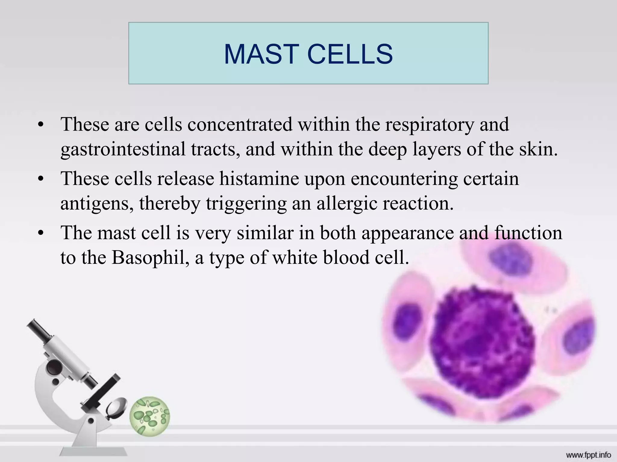 • These are cells concentrated within the respiratory and
gastrointestinal tracts, and within the deep layers of the skin.
• These cells release histamine upon encountering certain
antigens, thereby triggering an allergic reaction.
• The mast cell is very similar in both appearance and function
to the Basophil, a type of white blood cell.
MAST CELLS
 