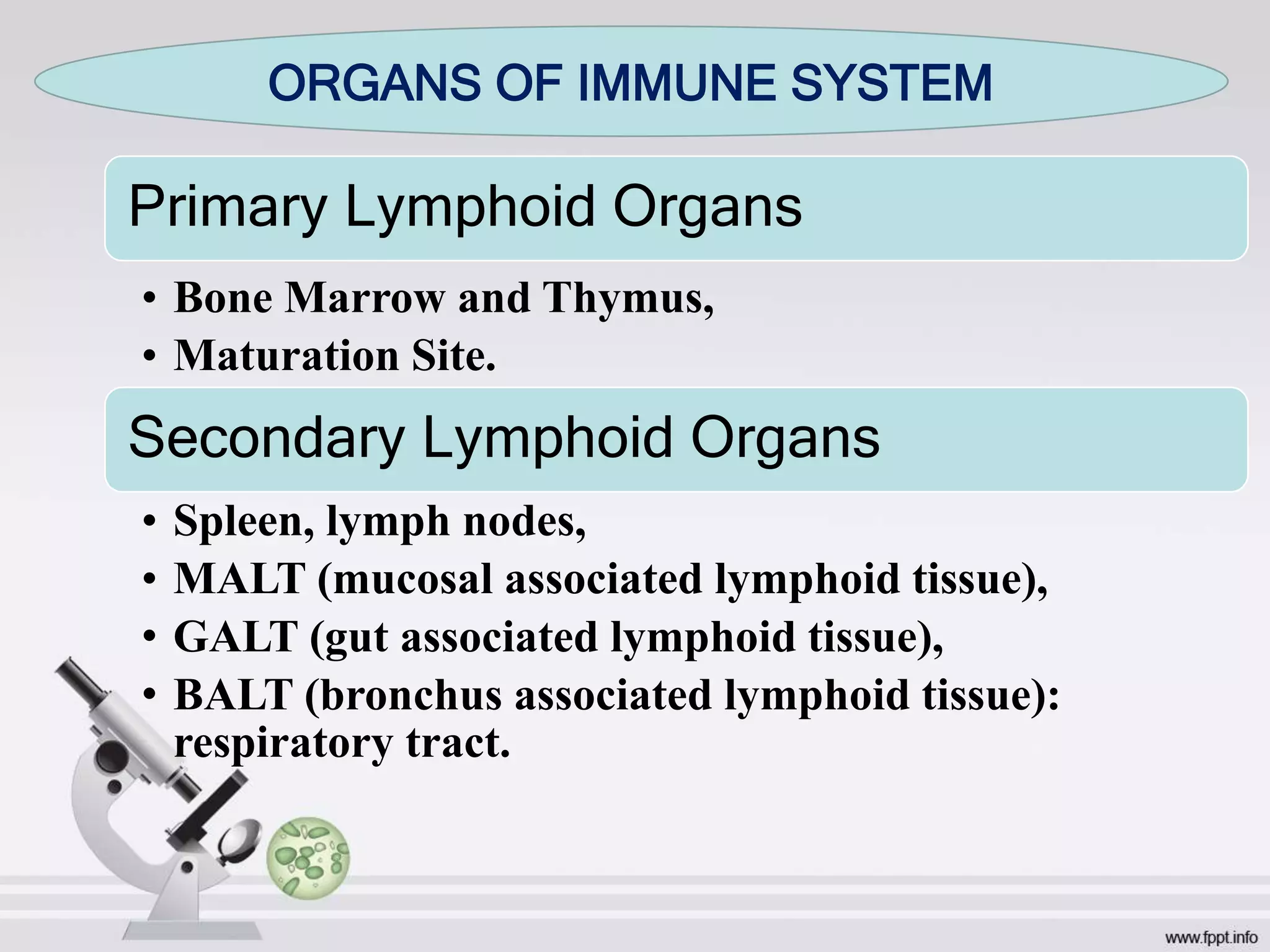 Primary Lymphoid Organs
• Bone Marrow and Thymus,
• Maturation Site.
Secondary Lymphoid Organs
• Spleen, lymph nodes,
• MALT (mucosal associated lymphoid tissue),
• GALT (gut associated lymphoid tissue),
• BALT (bronchus associated lymphoid tissue):
respiratory tract.
ORGANS OF IMMUNE SYSTEM
 